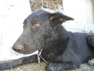 Ηράκλειο Κρήτης: Εγκατέλειψαν τον σκύλο επειδή αιμορραγούσε;